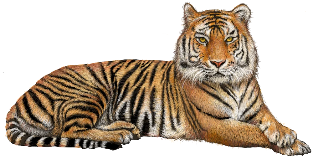 A real tiger